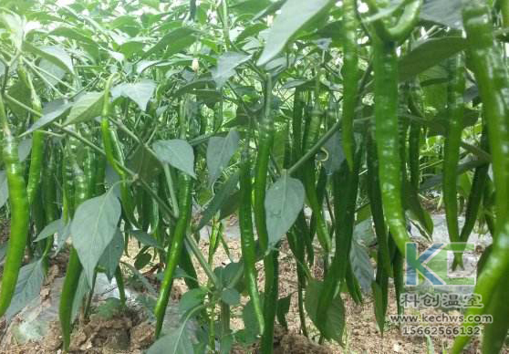 無土栽培，無土栽培技術，無土栽培設備