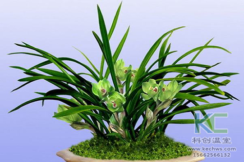 無(wú)土栽培，無(wú)土栽培技術(shù)，無(wú)土栽培設(shè)備