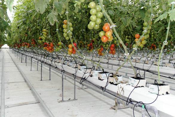 無土栽培，無土栽培技術(shù)，無土栽培設(shè)備