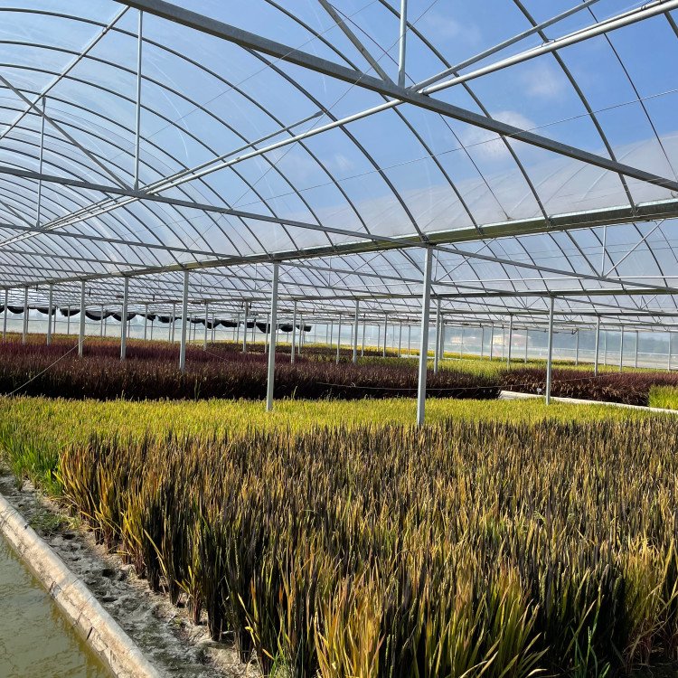 無土栽培，無土栽培技術(shù)，無土栽培設(shè)備