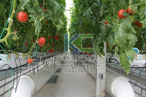 無土栽培，無土栽培技術(shù)，無土栽培設(shè)備