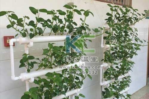無土栽培，無土栽培技術，無土栽培設備