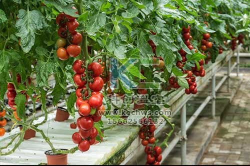 無土栽培，無土栽培技術(shù)，無土栽培設(shè)備