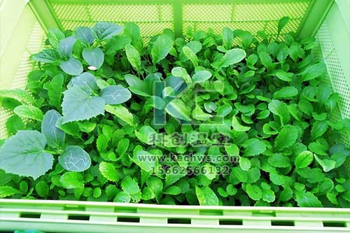 無土栽培，無土栽培技術，無土栽培設備