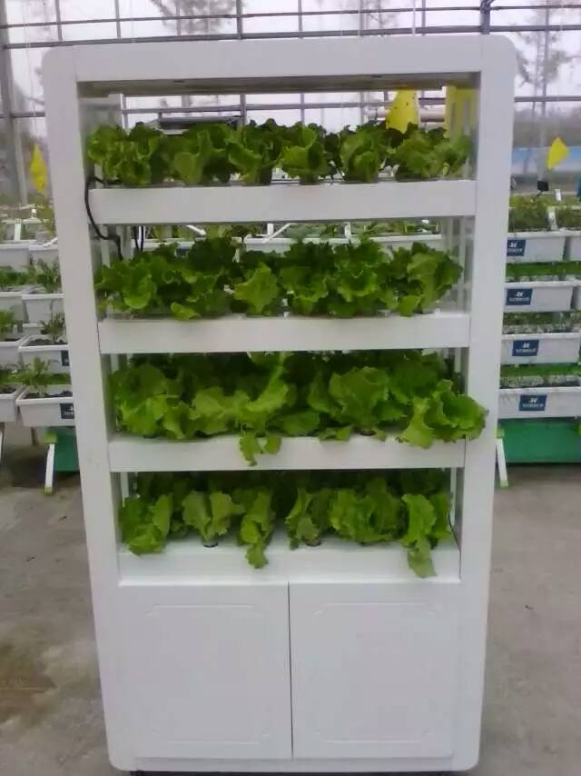 無土栽培，無土栽培技術，無土栽培設備